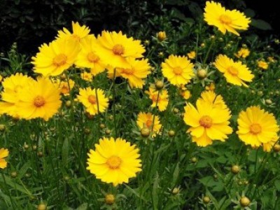 宿根花卉品種特色有哪些？