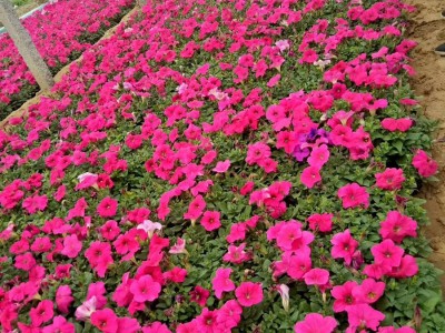 牽牛花的生長(zhǎng)環(huán)境