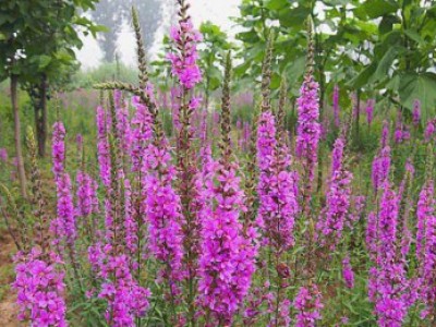 花卉苗木養(yǎng)護管理主要有幾方面？